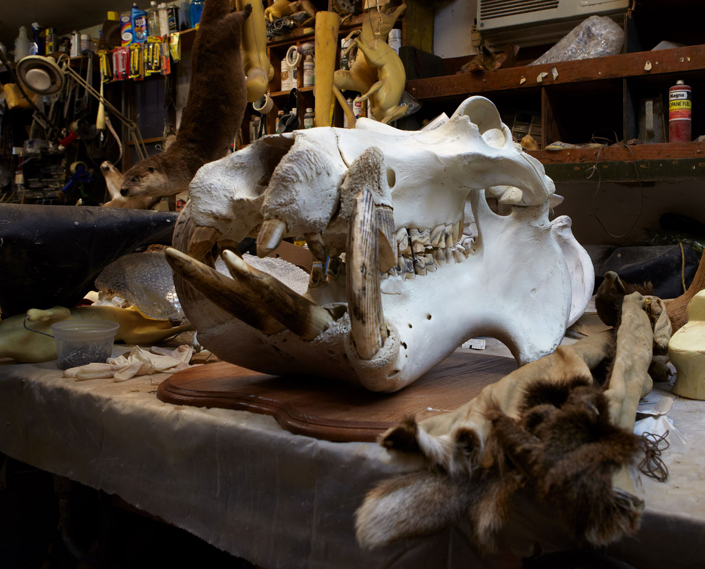 Taxidermy_Kurt_Fox_076e